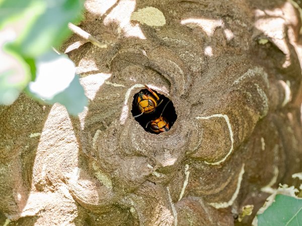 Les nids de frelons en Île-de-France : Sélection d'une entreprise spécialisée en destruction de nid de frelon en ile de France
