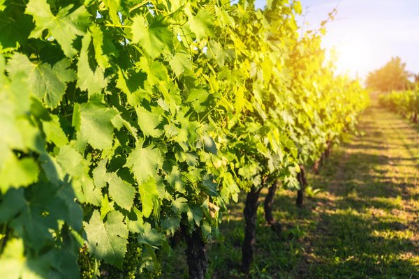 Organiser un séminaire dans un domaine viticole : quels avantages ?